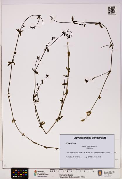 Galium trichocarpum [Espécimen: UDEC:CONC:0177814]