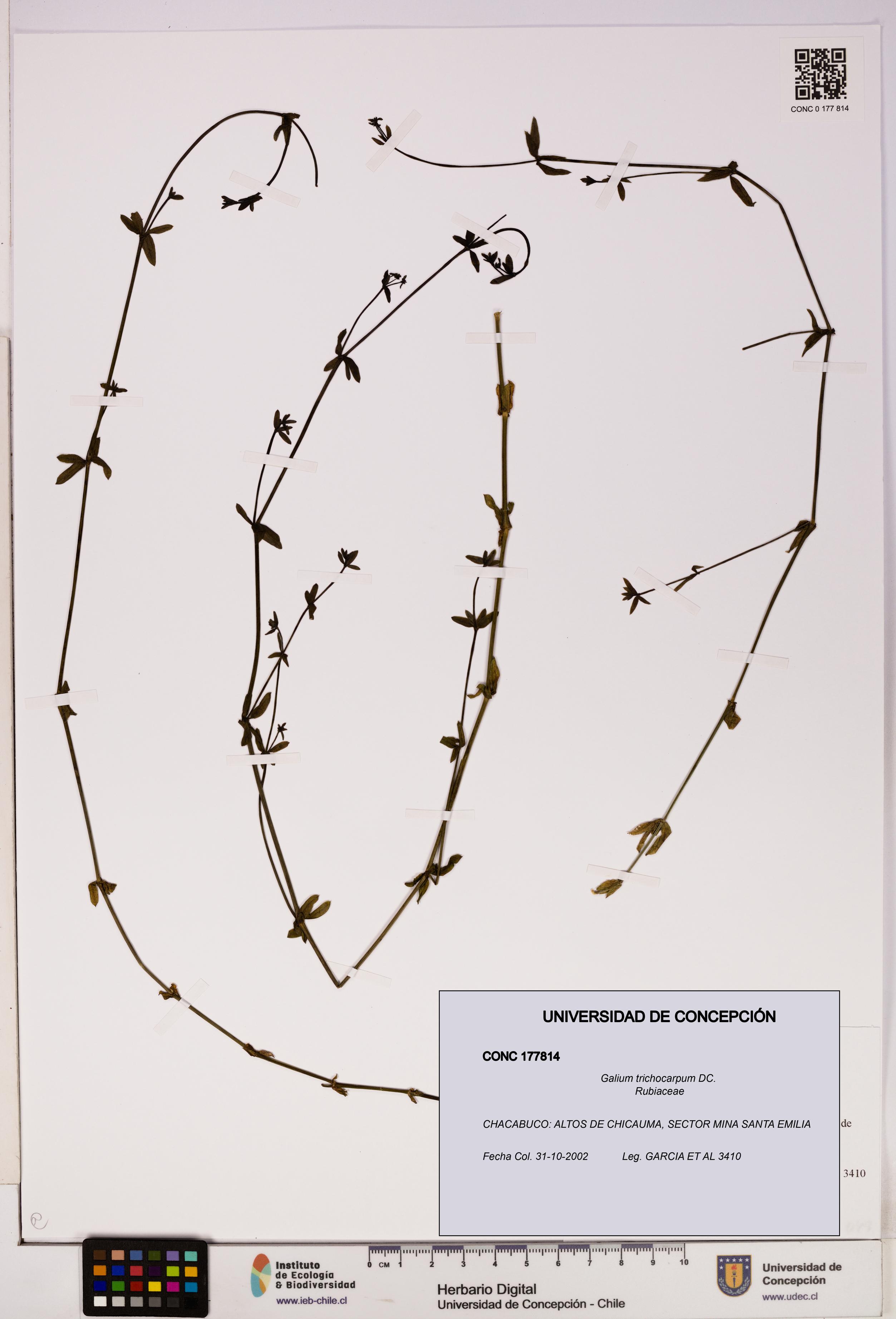Galium trichocarpum [Espécimen: UDEC:CONC:0177814]