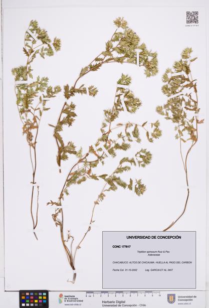Triptilion spinosum [Espécimen: ]