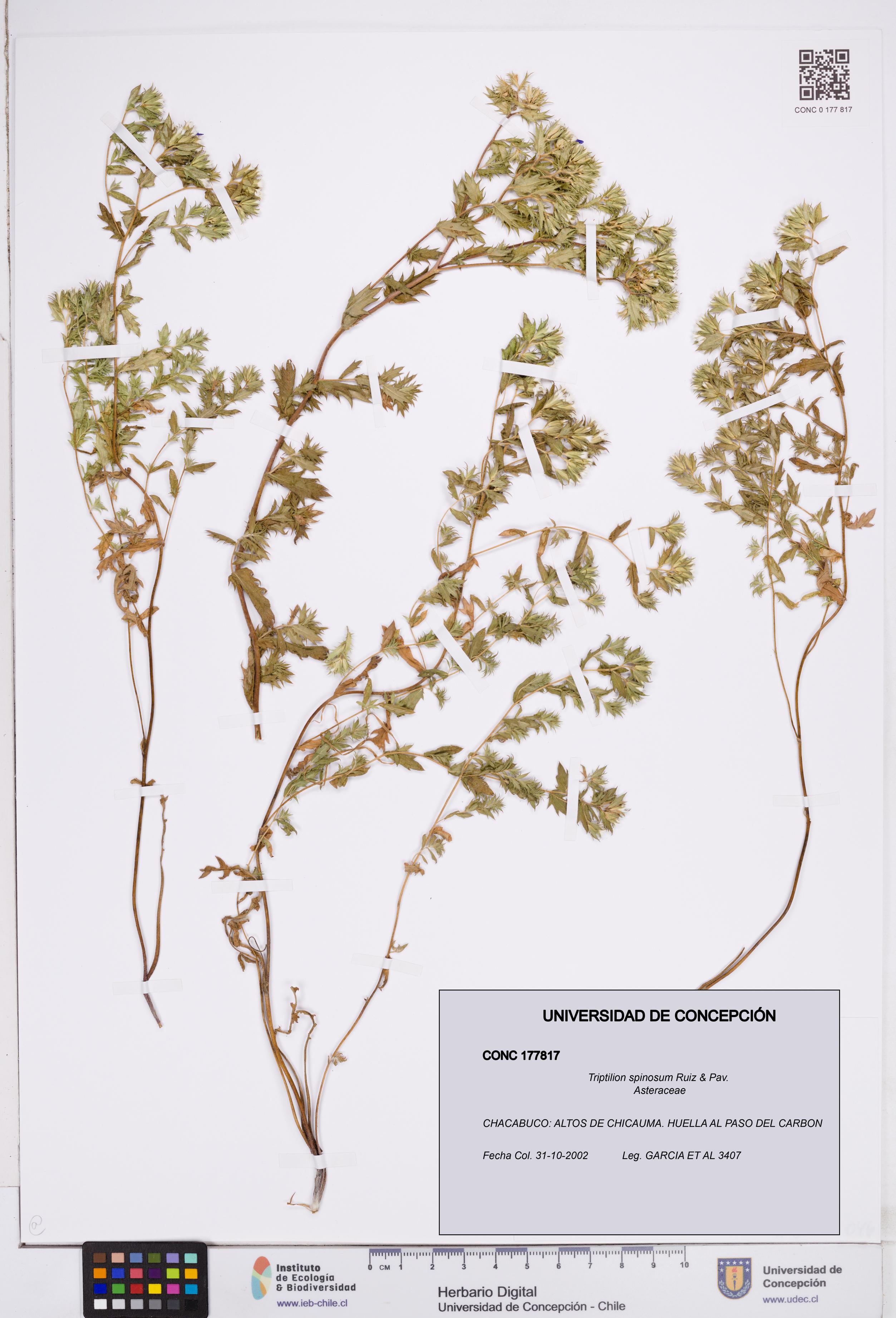 Triptilion spinosum [Espécimen: ]