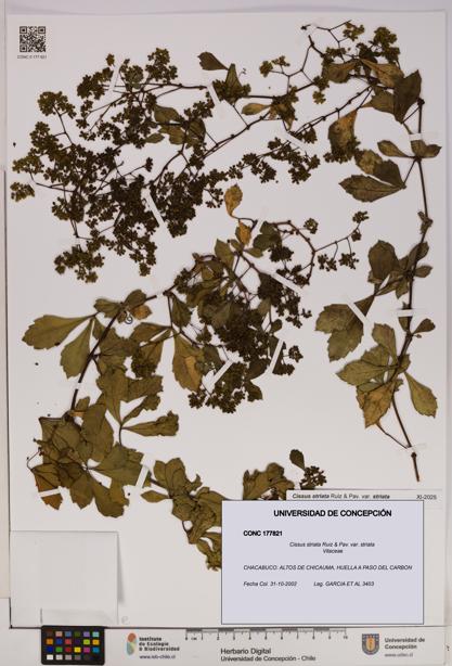 Cissus striata var. striata [Espécimen: UDEC:CONC:0177821]