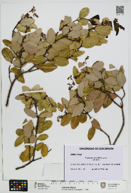 Cryptocarya alba [Espécimen: UDEC:CONC:0177827]