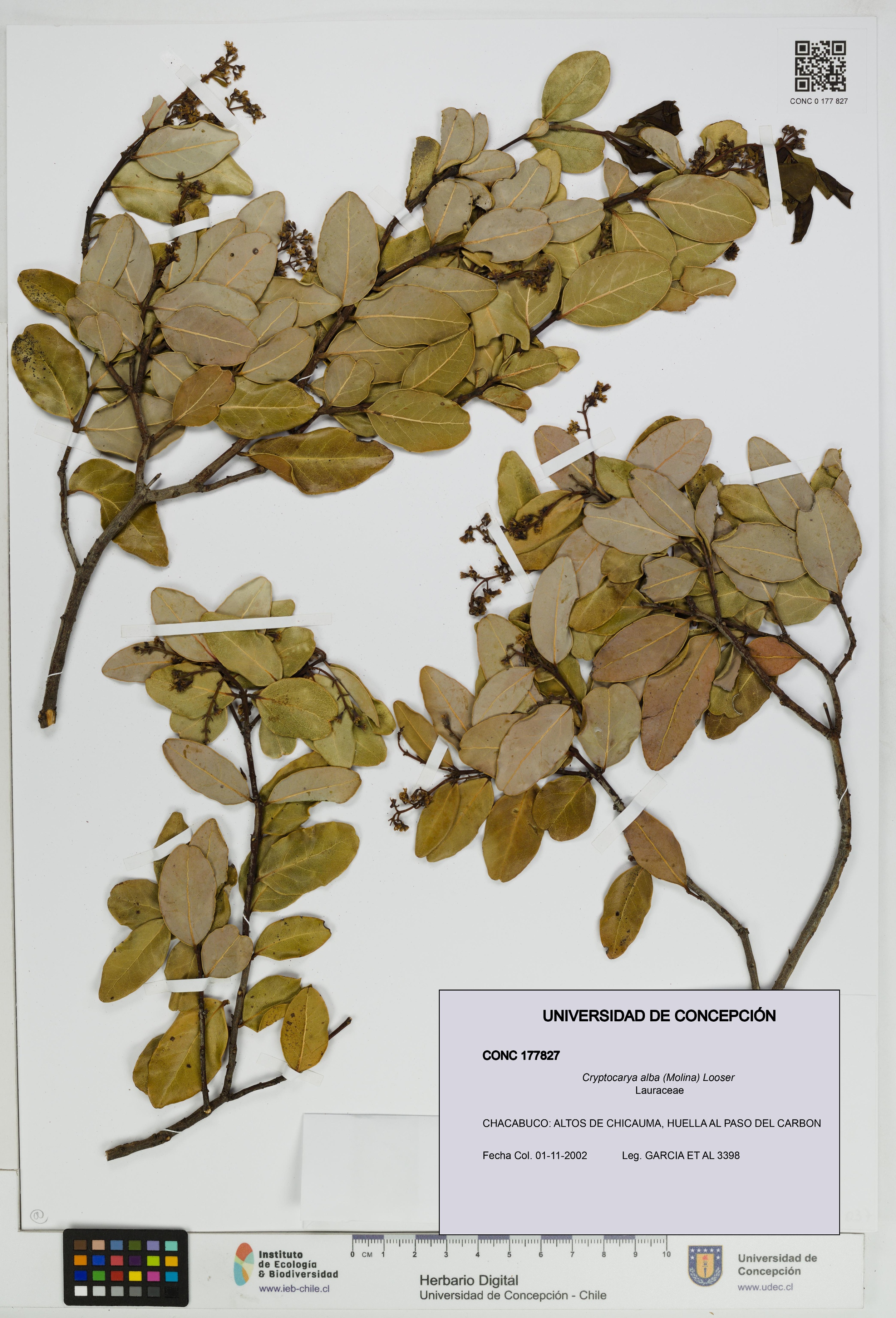 Cryptocarya alba [Espécimen: UDEC:CONC:0177827]