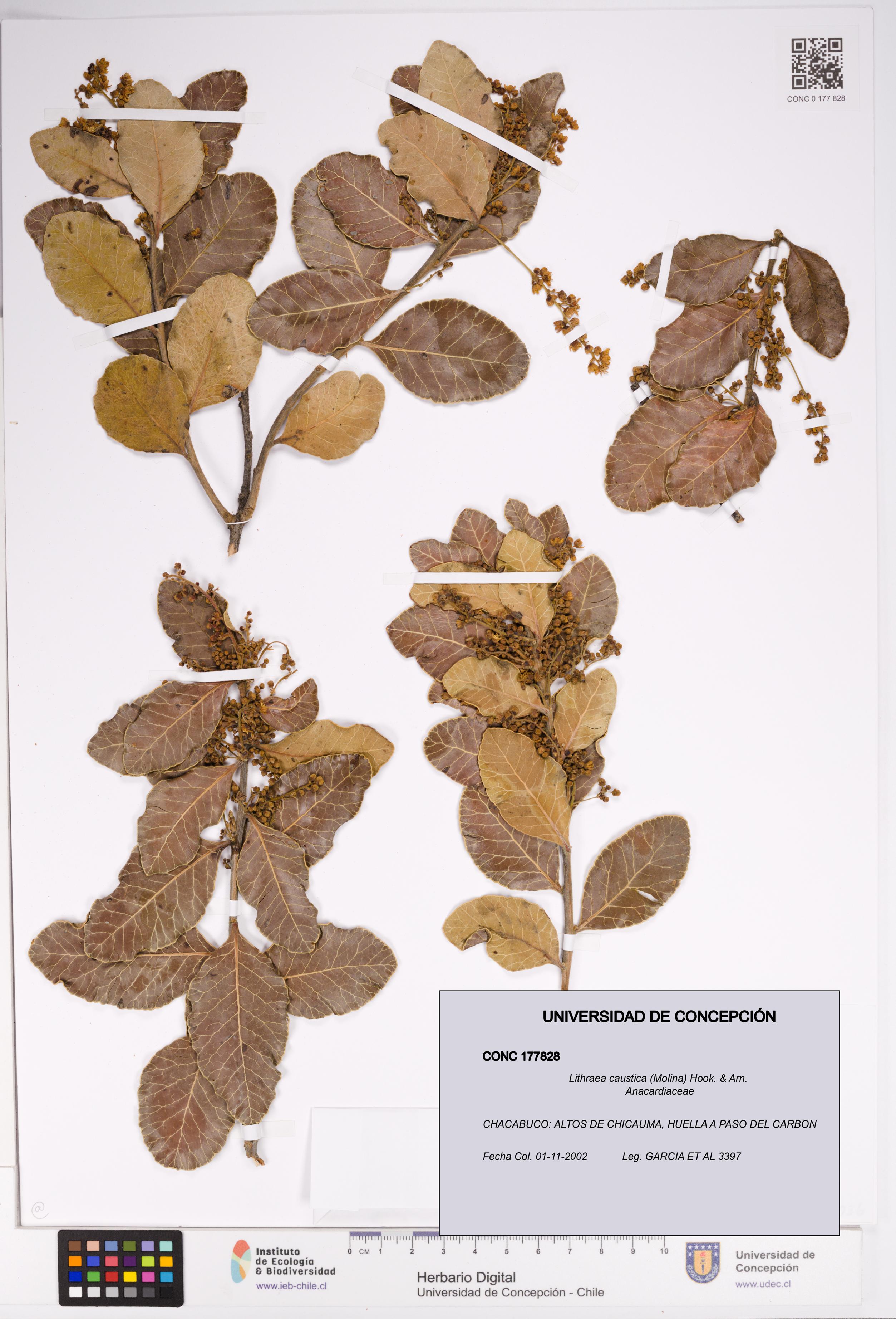Lithraea caustica [Espécimen: UDEC:CONC:0177828]