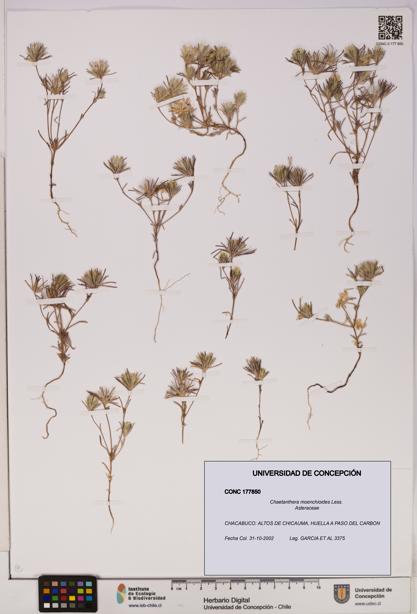 Chaetanthera moenchioides [Espécimen: UDEC:CONC:0177850]