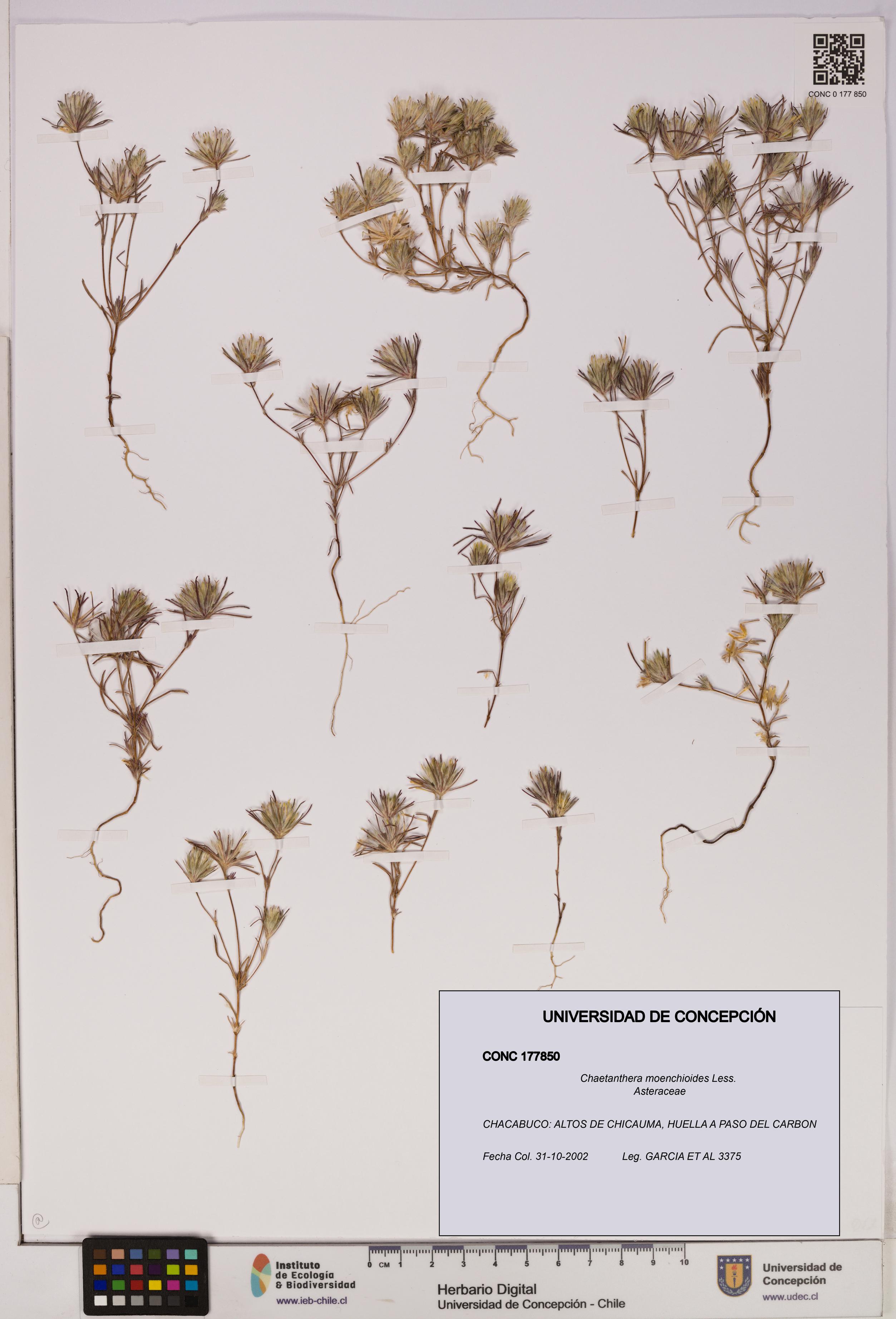 Chaetanthera moenchioides [Espécimen: UDEC:CONC:0177850]