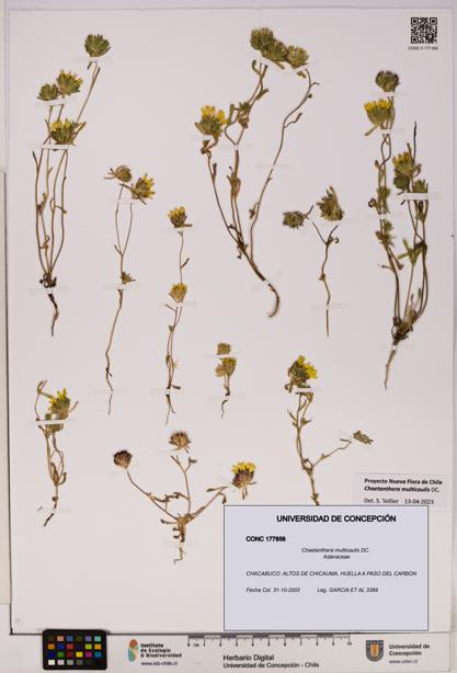 Chaetanthera multicaulis [Espécimen: UDEC:CONC:0177856]