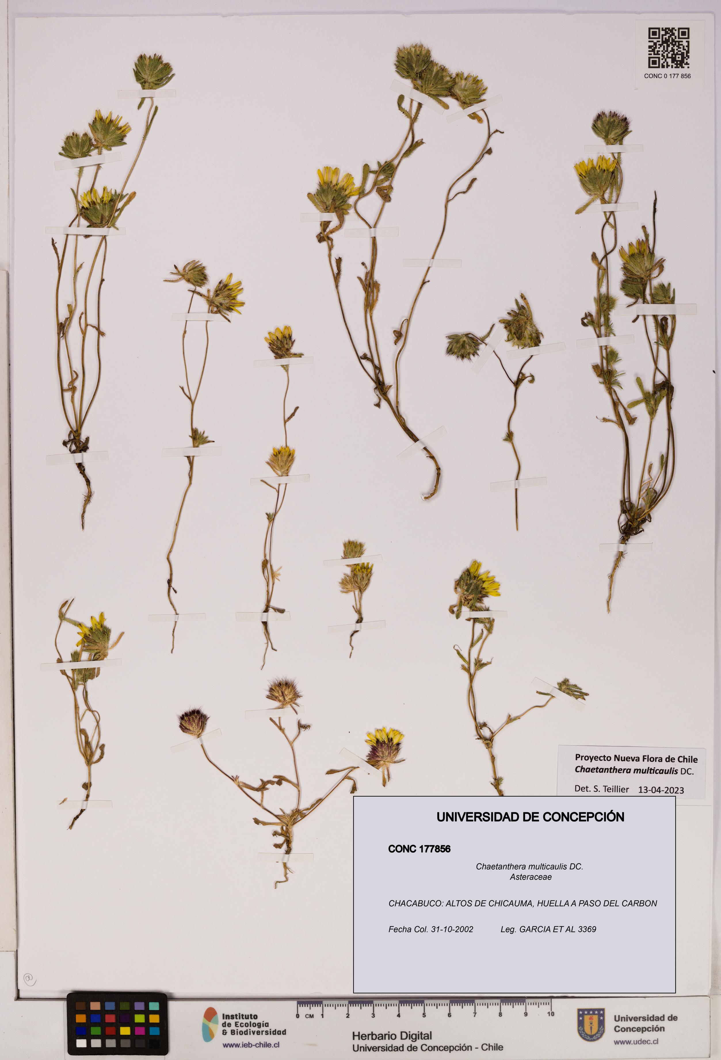 Chaetanthera multicaulis [Espécimen: UDEC:CONC:0177856]