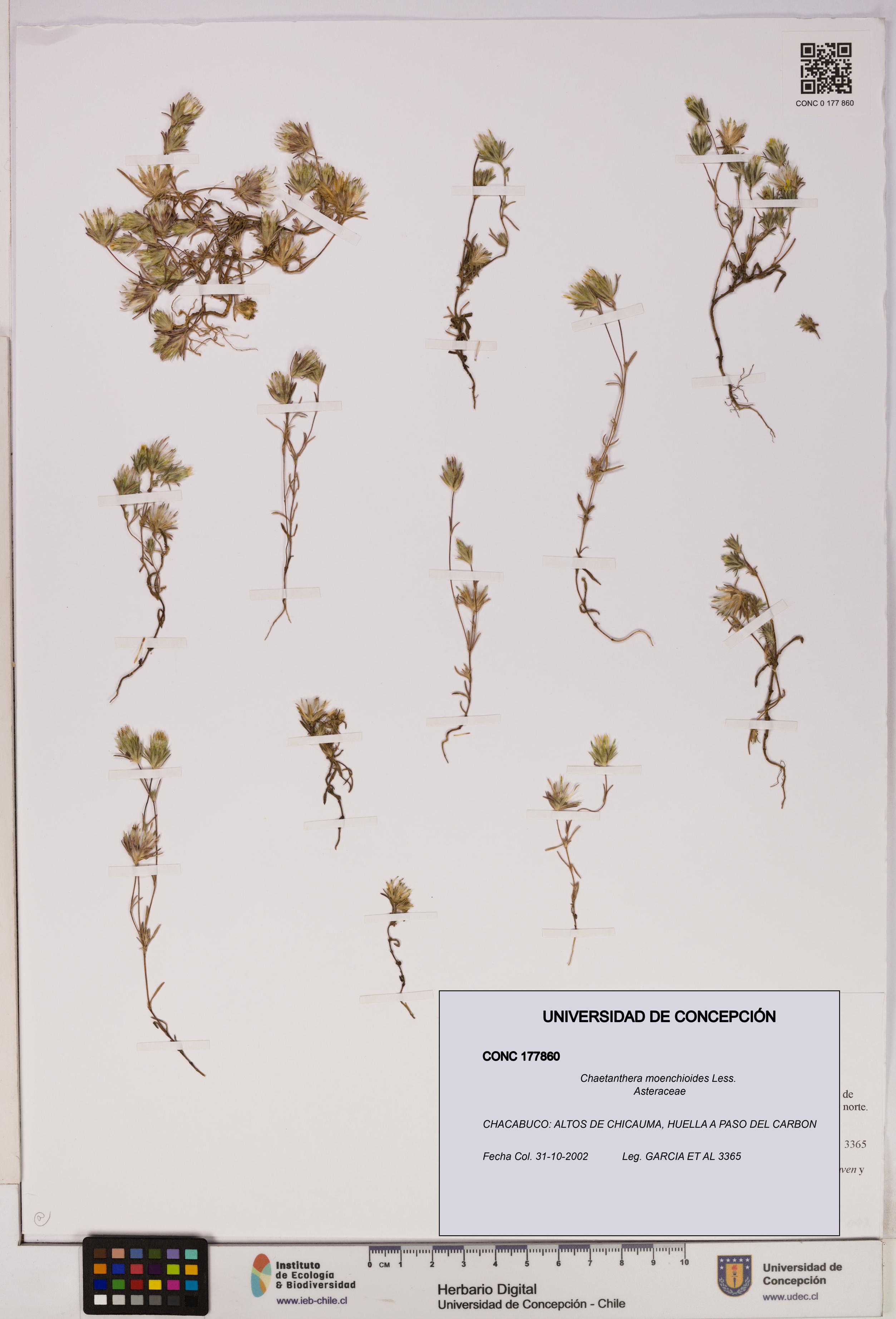 Chaetanthera moenchioides [Espécimen: UDEC:CONC:0177860]