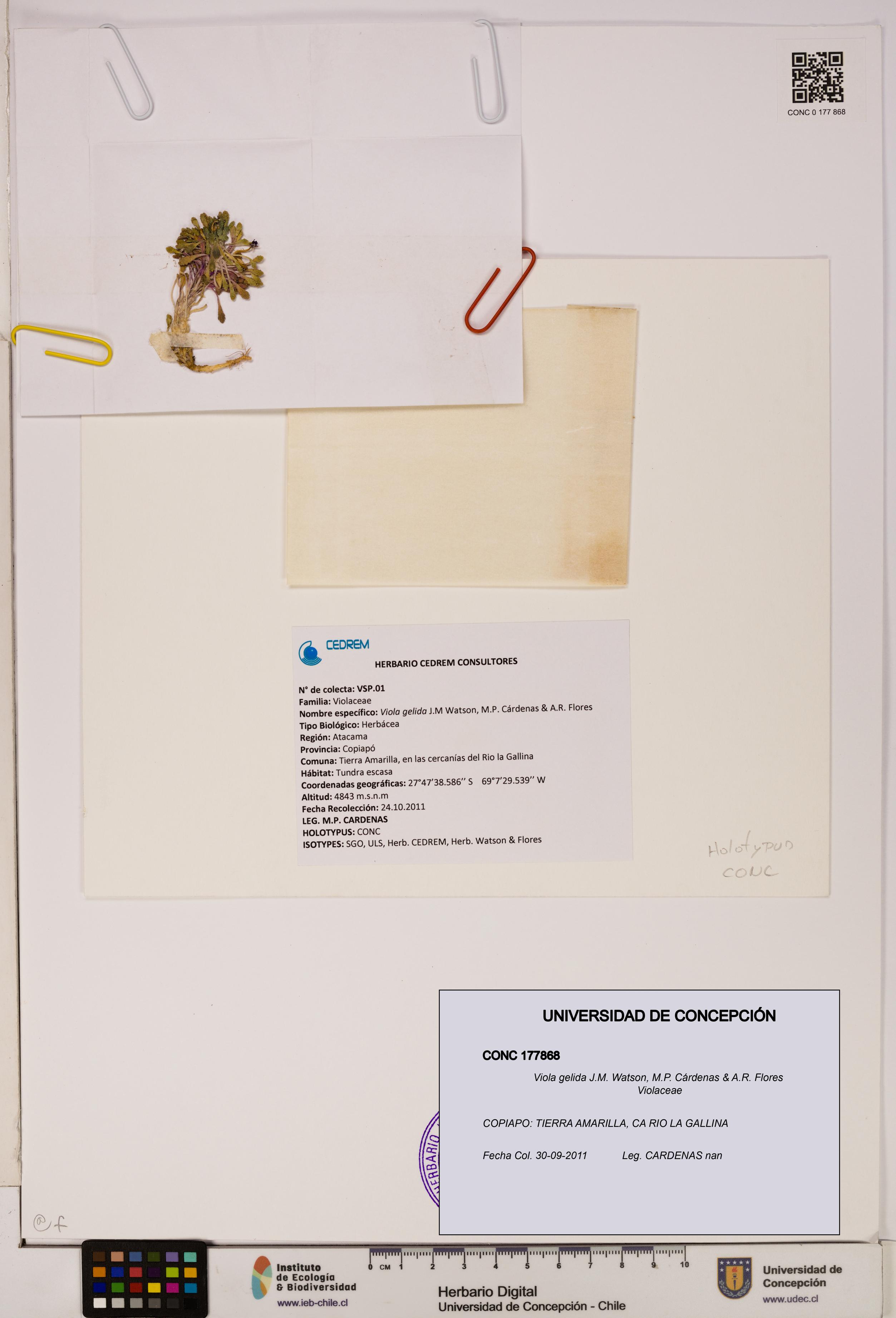 Viola gelida [Espécimen: UDEC:CONC:0177868]