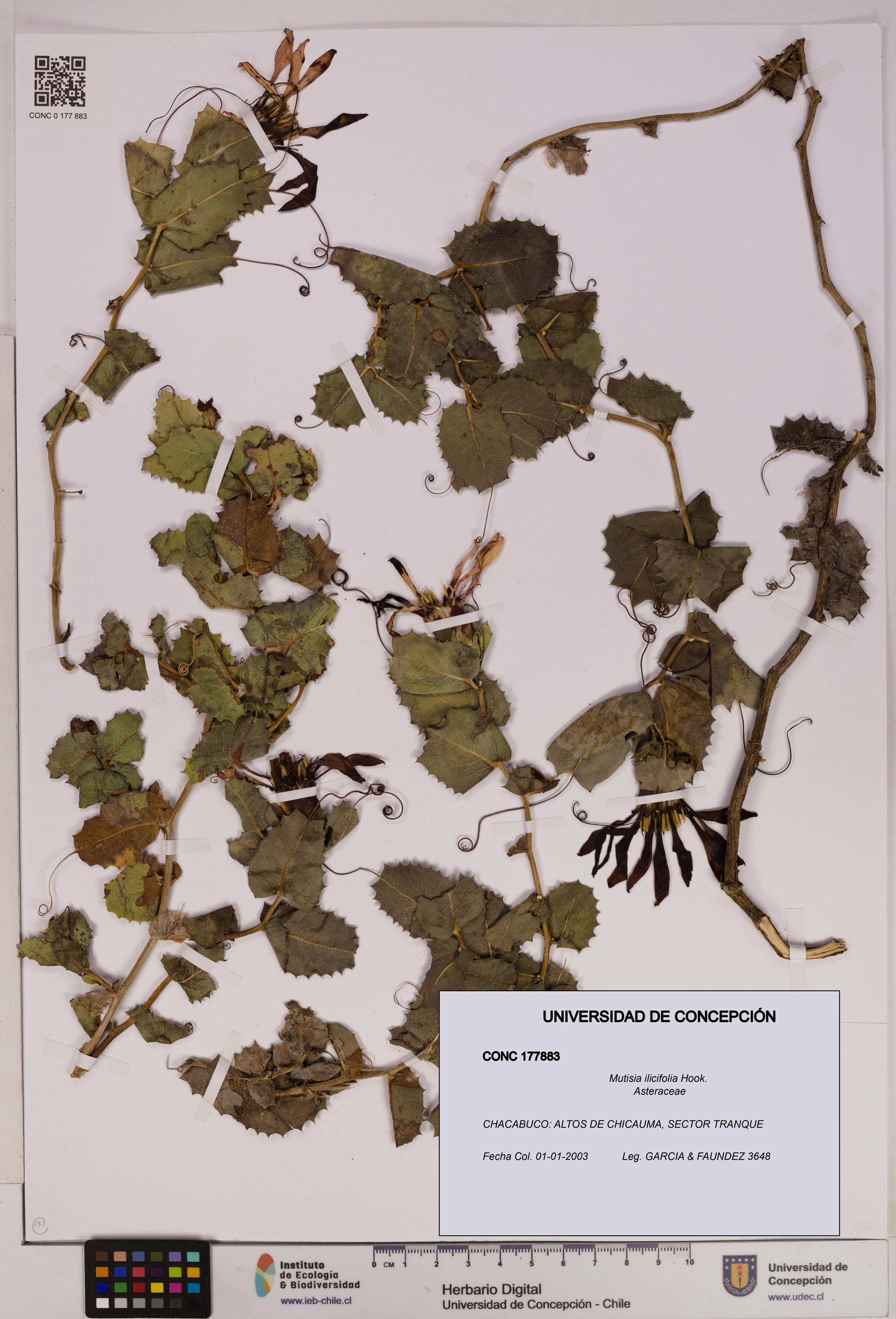 Mutisia ilicifolia [Espécimen: UDEC:CONC:0177883]