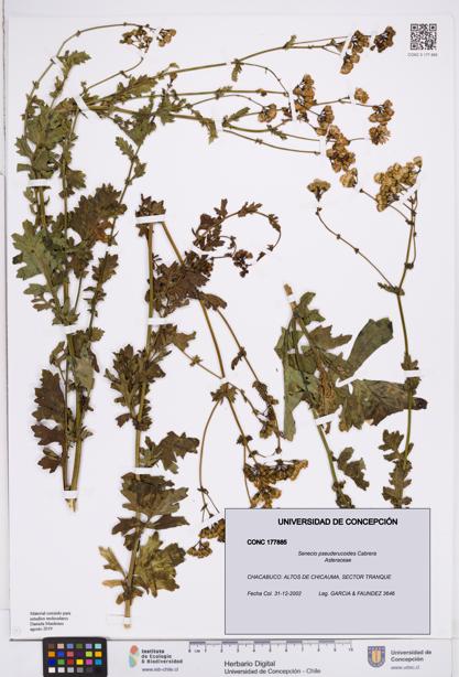 Senecio pseuderucoides [Espécimen: ]