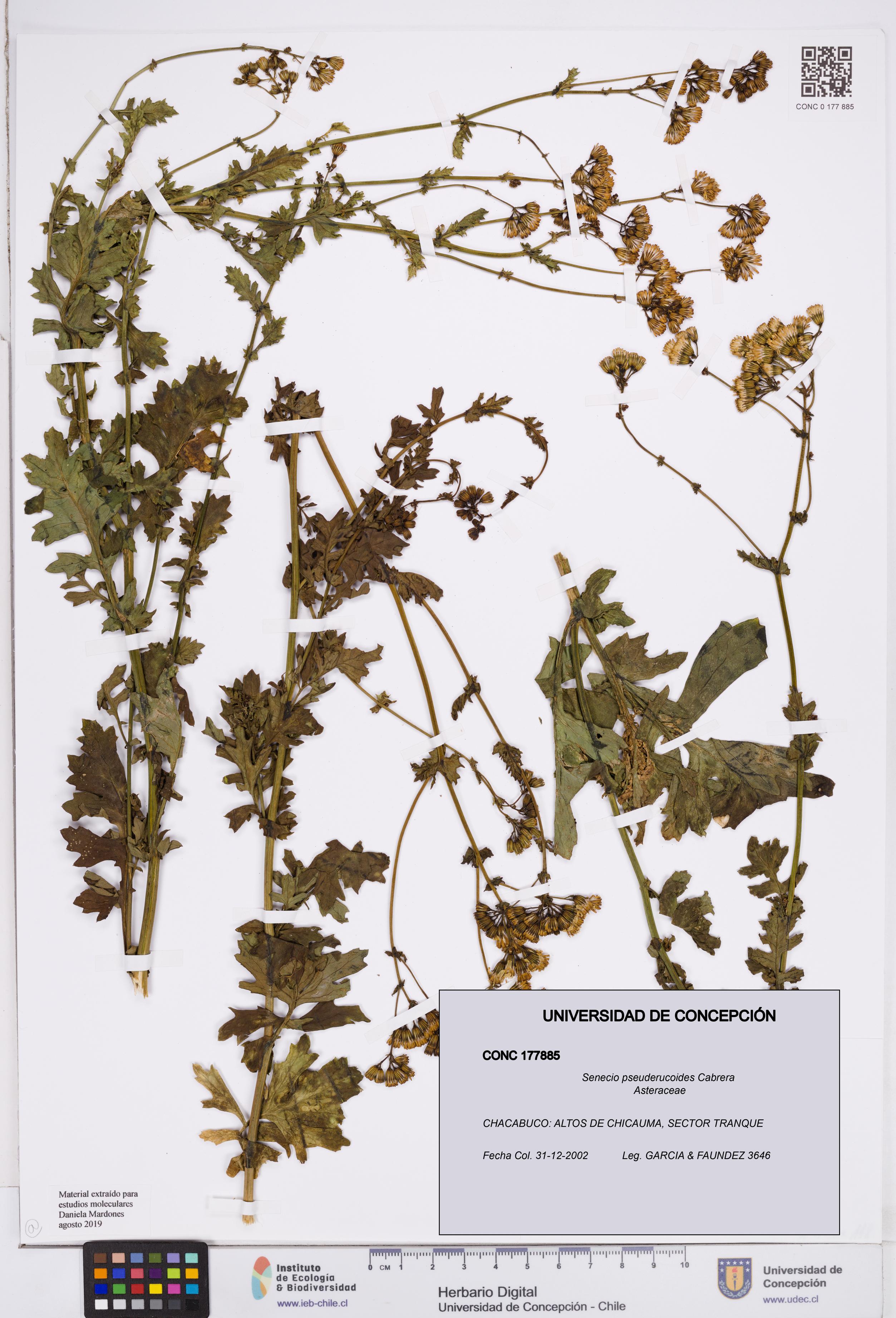Senecio pseuderucoides [Espécimen: ]
