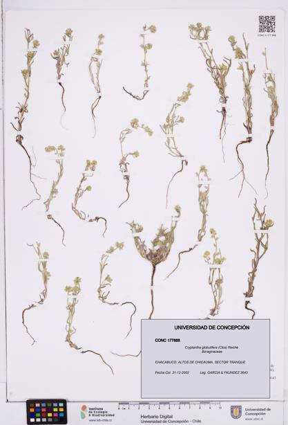 Cryptantha globulifera [Espécimen: ]