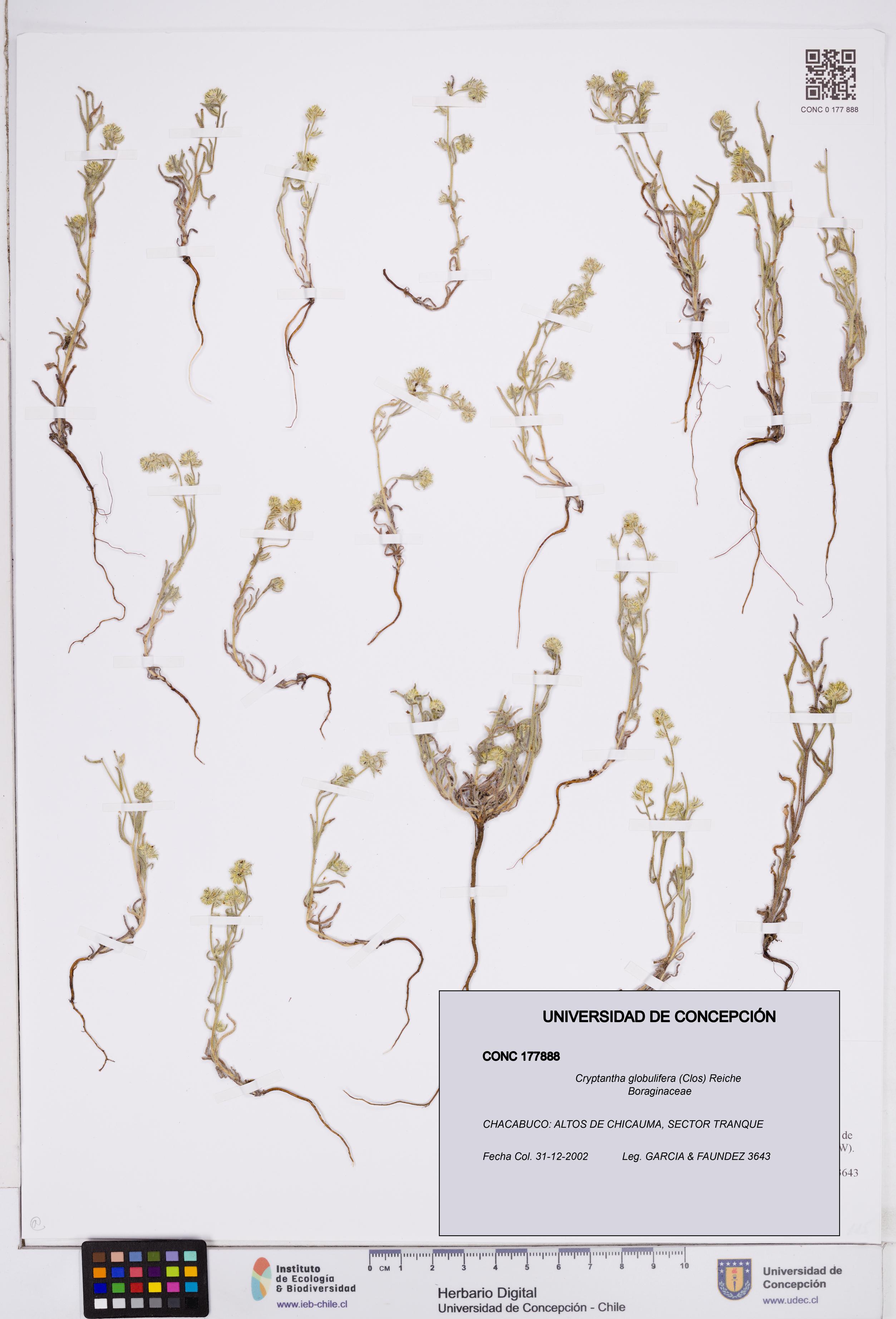 Cryptantha globulifera [Espécimen: ]