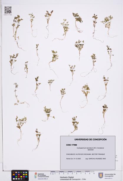 Cyclospermum laciniatum [Espécimen: ]