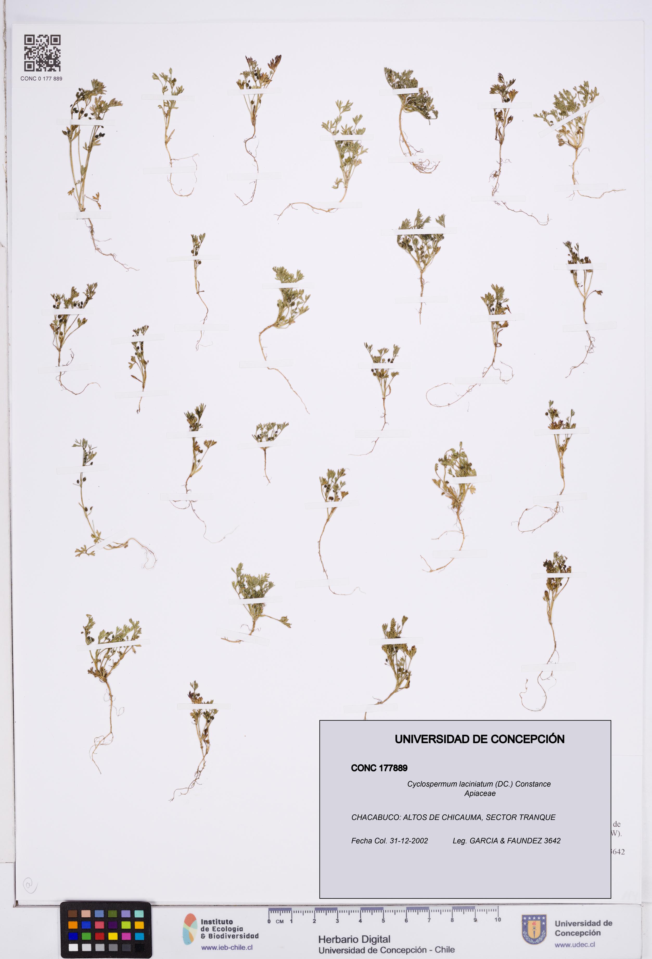 Cyclospermum laciniatum [Espécimen: ]