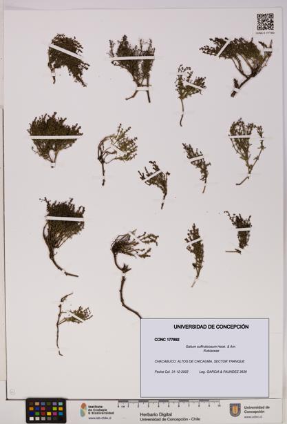 Galium suffruticosum [Espécimen: UDEC:CONC:0177892]