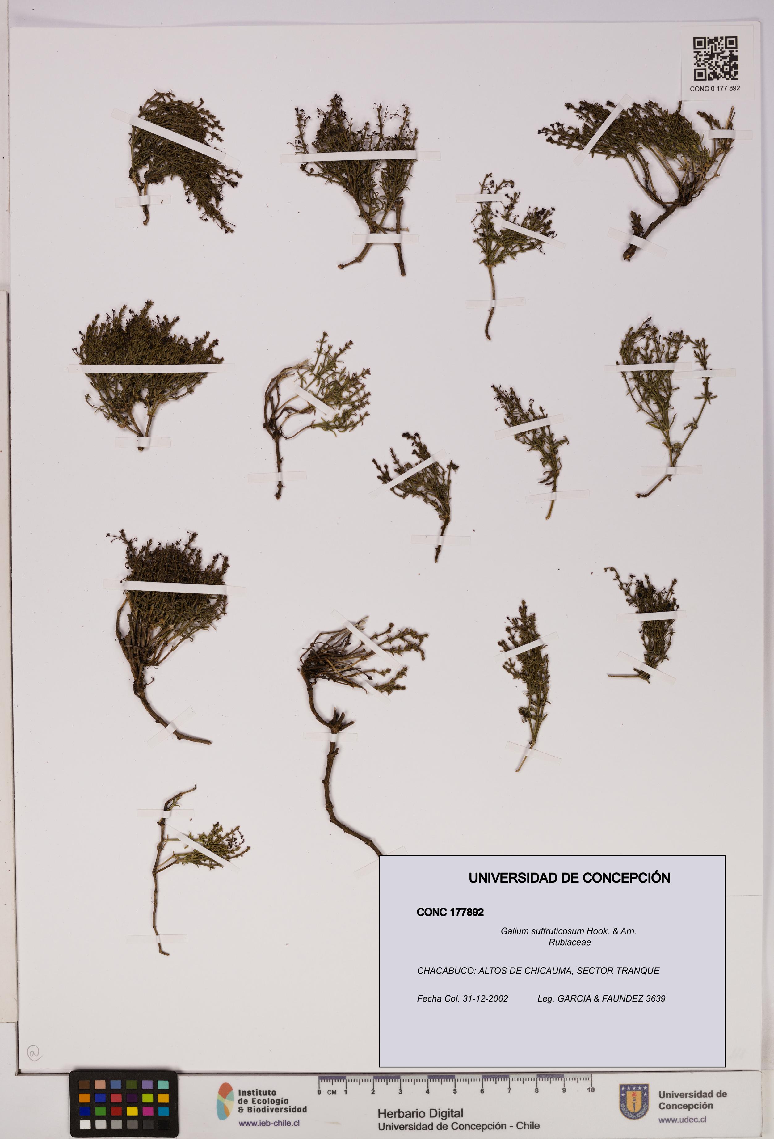 Galium suffruticosum [Espécimen: UDEC:CONC:0177892]
