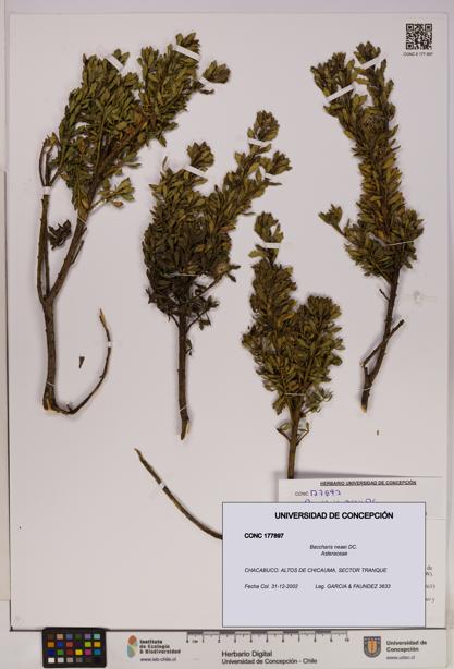 Baccharis neaei [Espécimen: UDEC:CONC:0177897]