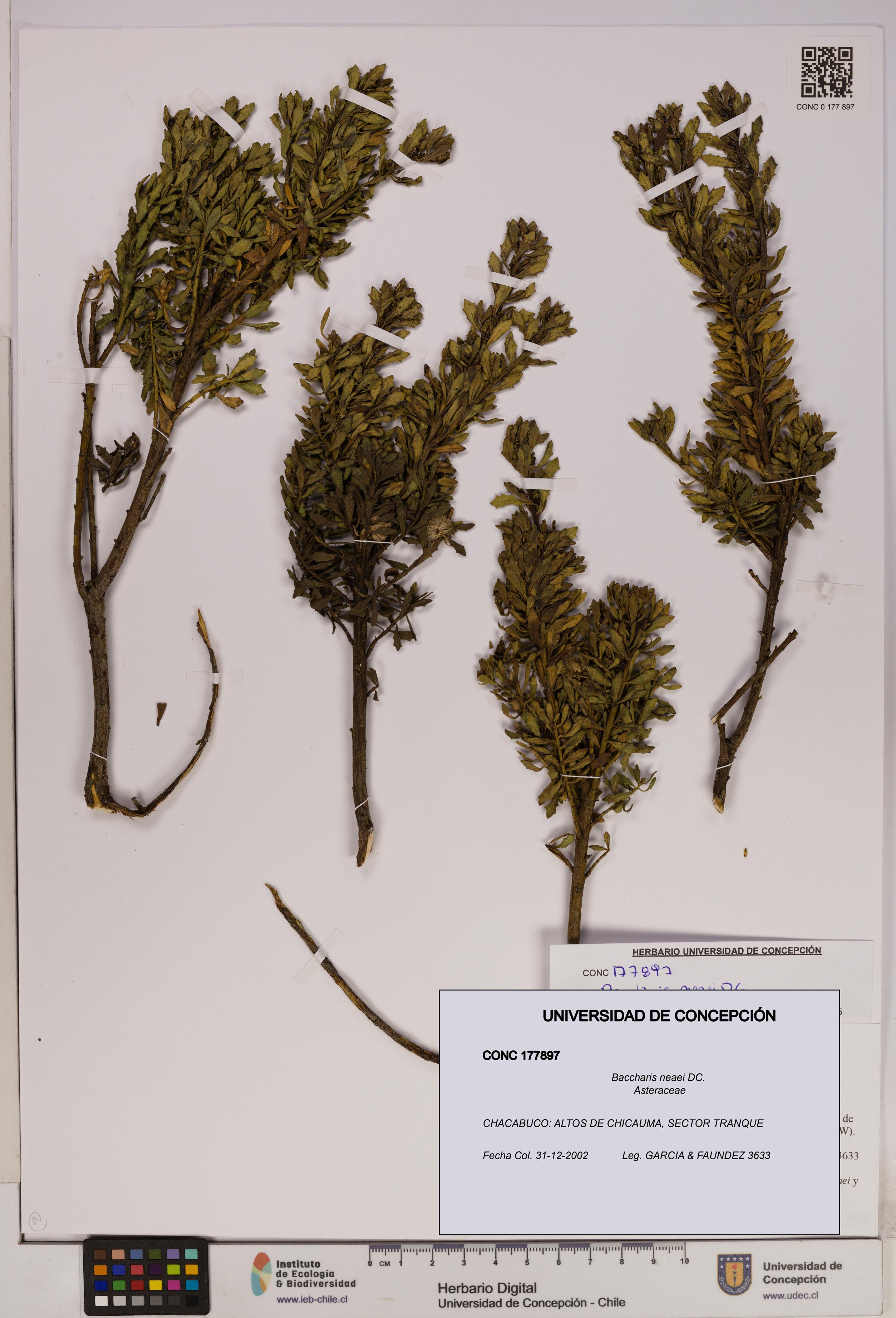 Baccharis neaei [Espécimen: UDEC:CONC:0177897]