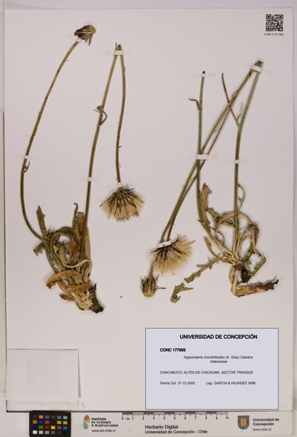 Hypochaeris chondrilloides [Espécimen: UDEC:CONC:0177905]