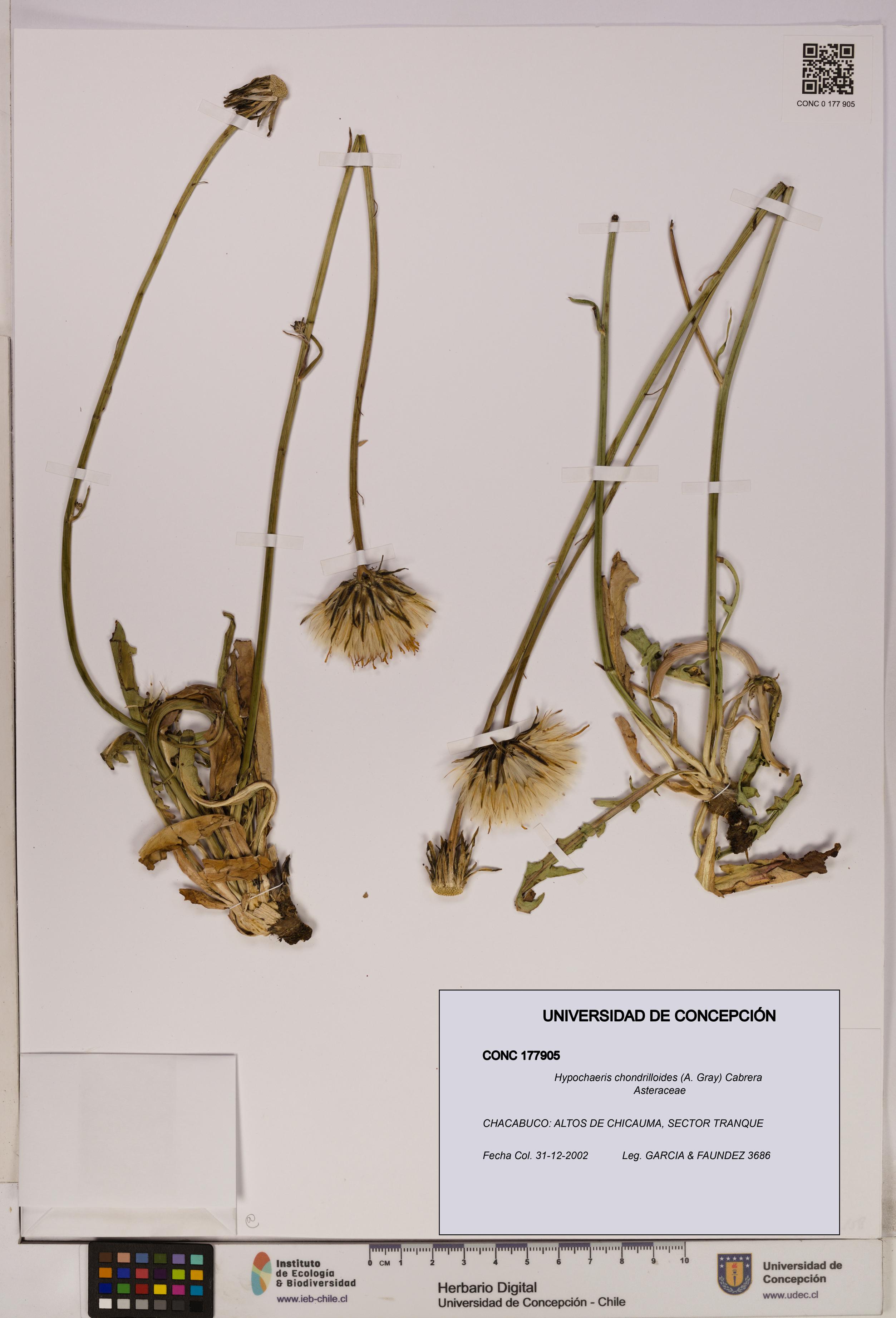 Hypochaeris chondrilloides [Espécimen: UDEC:CONC:0177905]