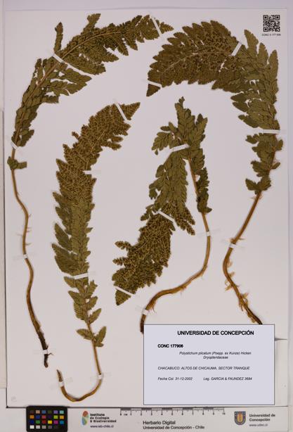 Polystichum plicatum [Espécimen: UDEC:CONC:0177906]