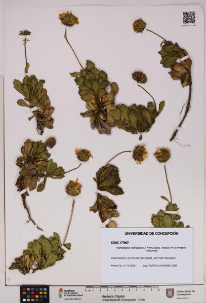 Haplopappus diplopappus subsp. villosus [Espécimen: UDEC:CONC:0177907]
