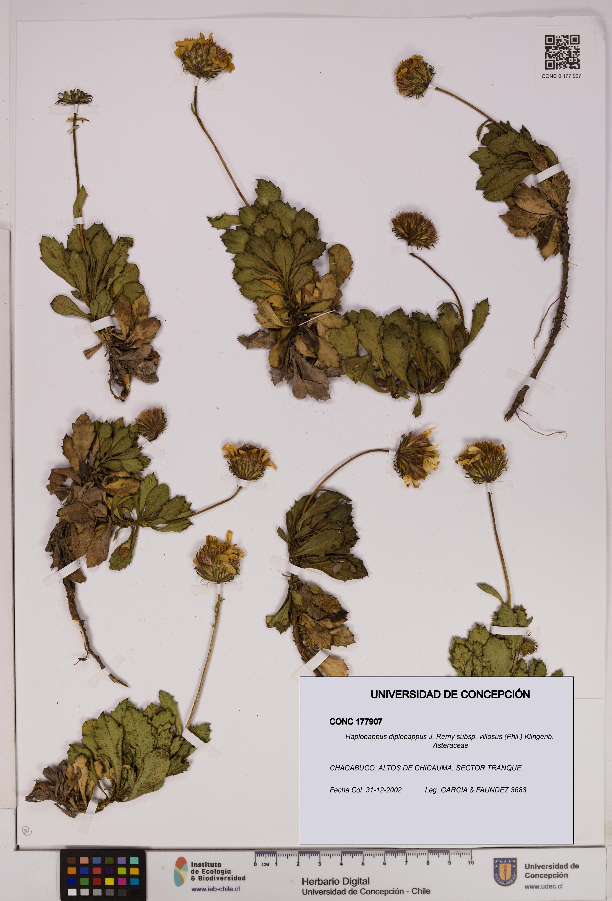 Haplopappus diplopappus subsp. villosus [Espécimen: UDEC:CONC:0177907]