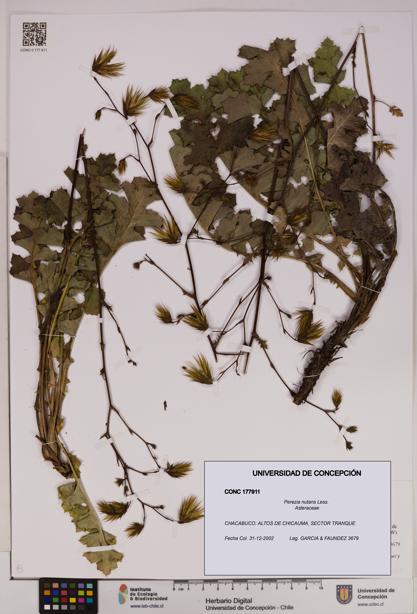 Perezia nutans [Espécimen: UDEC:CONC:0177911]