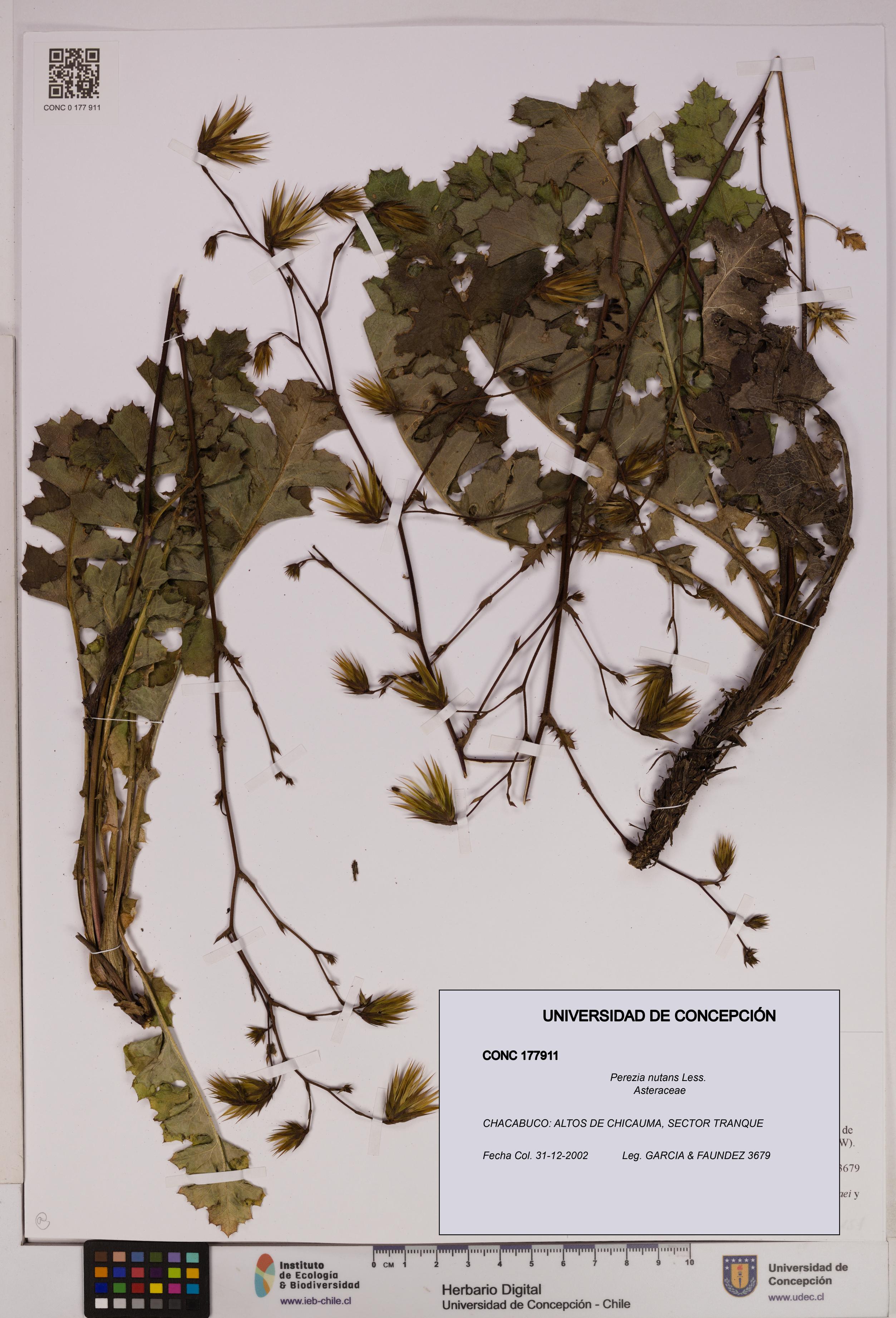 Perezia nutans [Espécimen: UDEC:CONC:0177911]