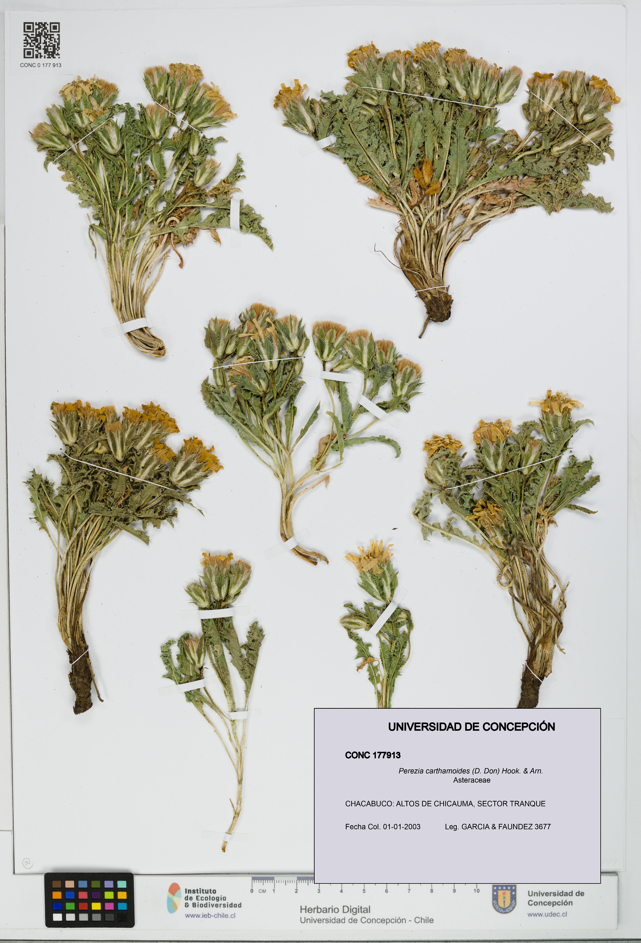 Perezia carthamoides [Espécimen: UDEC:CONC:0177913]
