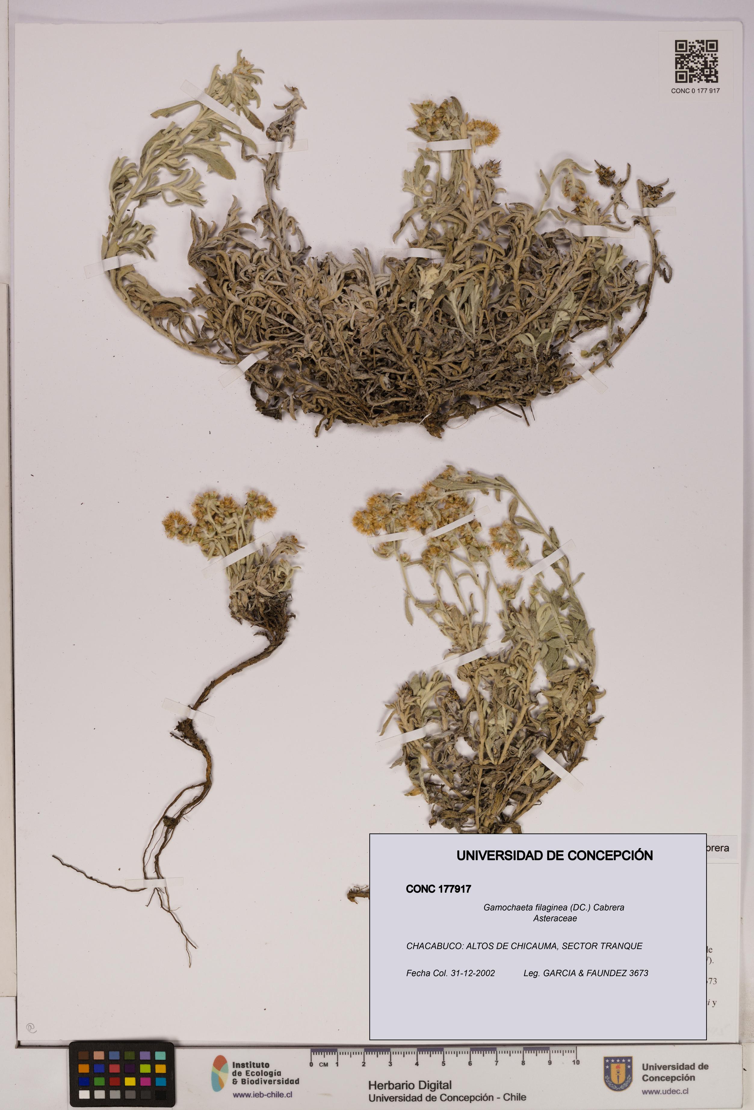 Gamochaeta filaginea [Espécimen: UDEC:CONC:0177917]