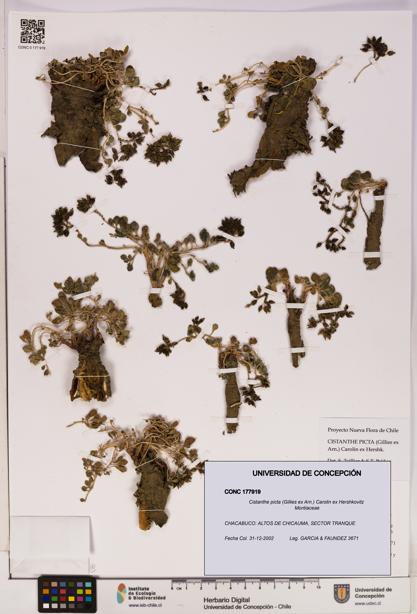 Cistanthe picta [Espécimen: UDEC:CONC:0177919]