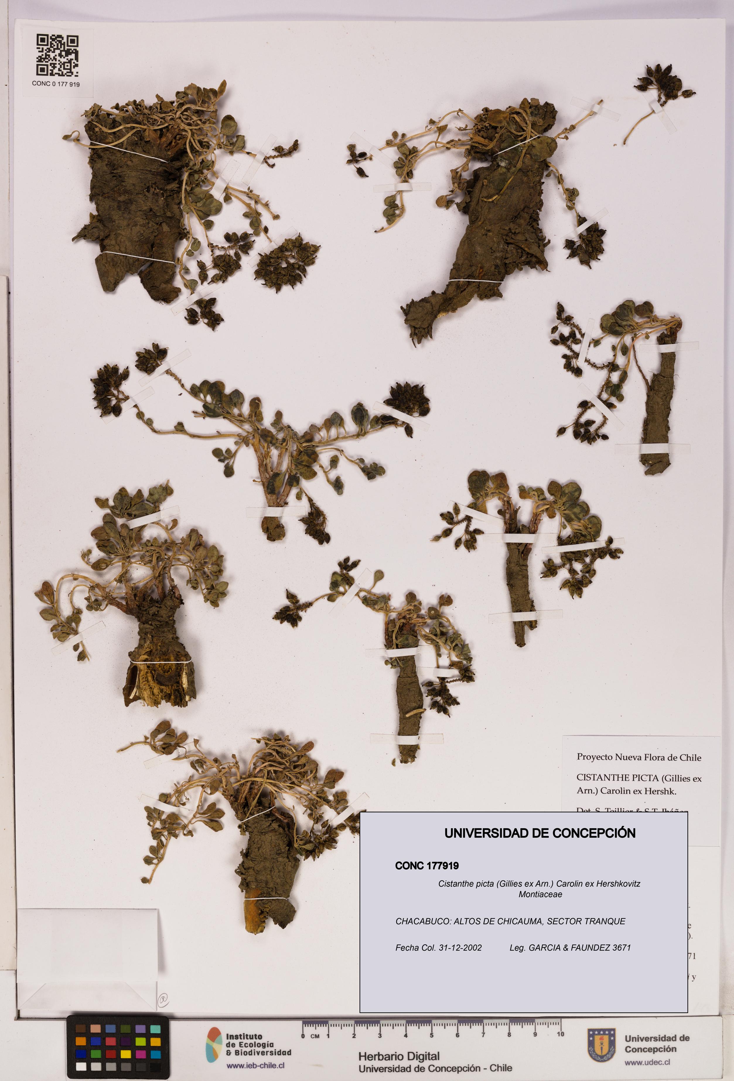 Cistanthe picta [Espécimen: UDEC:CONC:0177919]