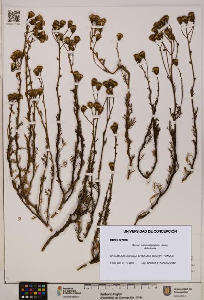 Senecio anthemidiphyllus [Espécimen: UDEC:CONC:0177926]
