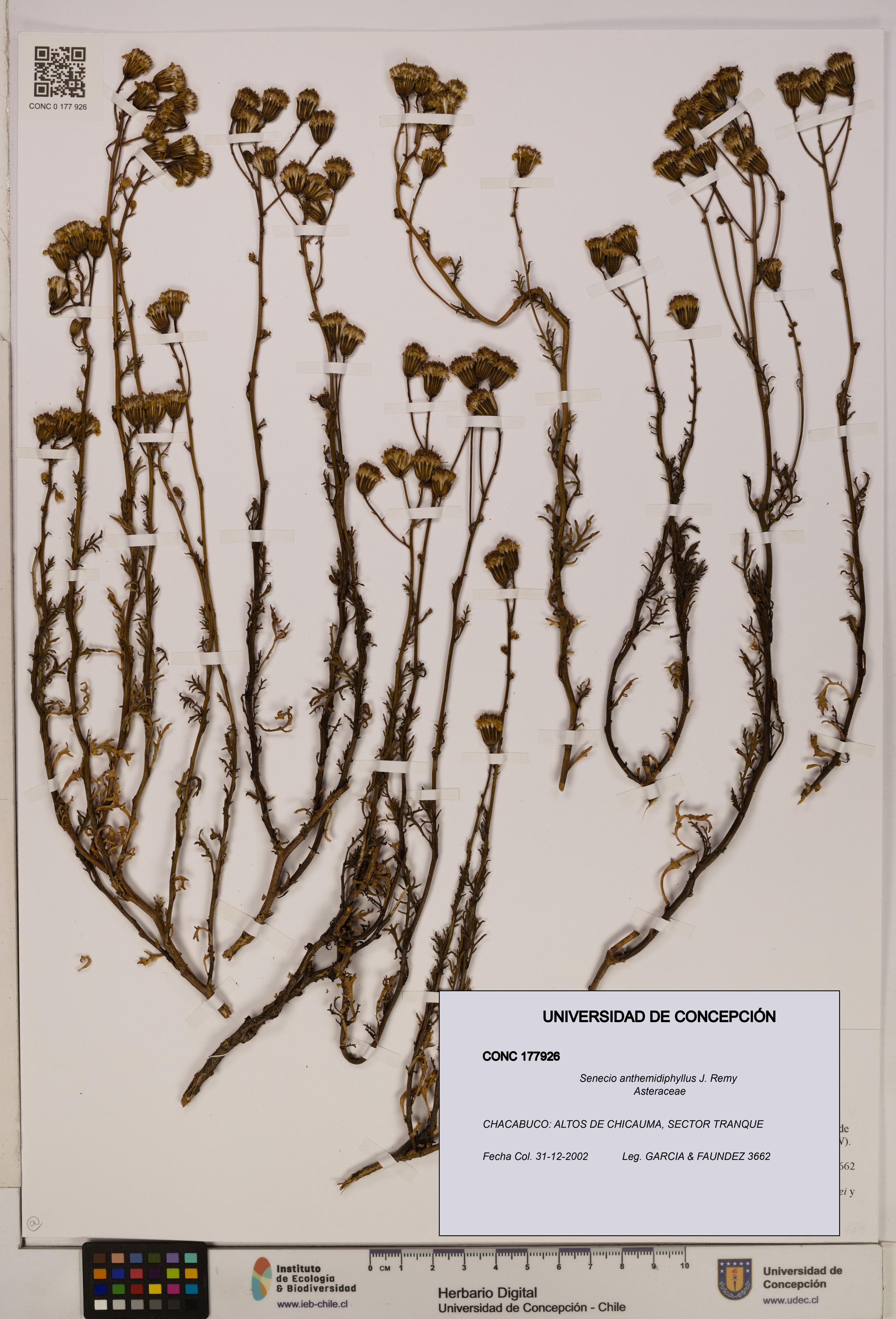 Senecio anthemidiphyllus [Espécimen: UDEC:CONC:0177926]