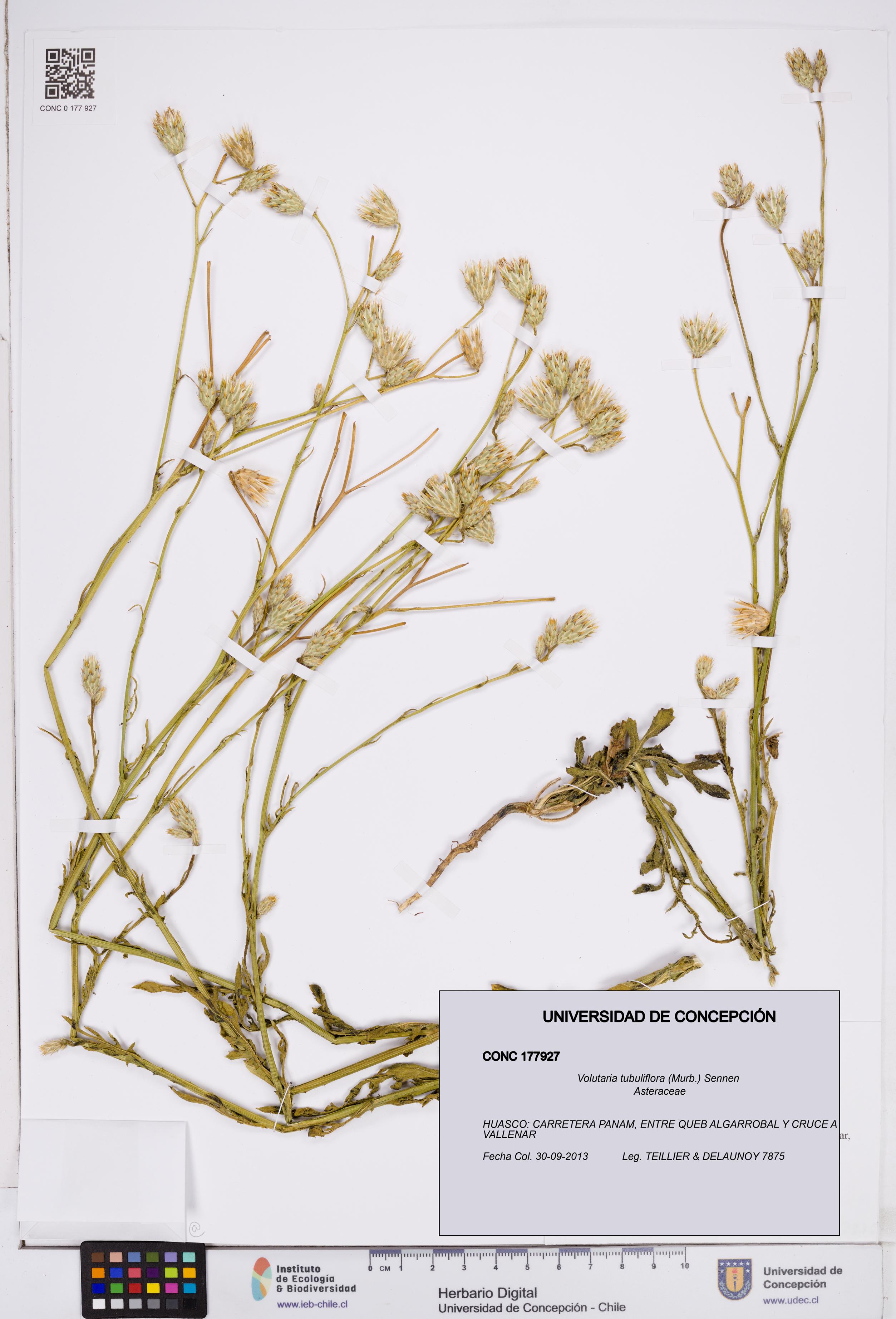 Volutaria tubuliflora [Espécimen: ]