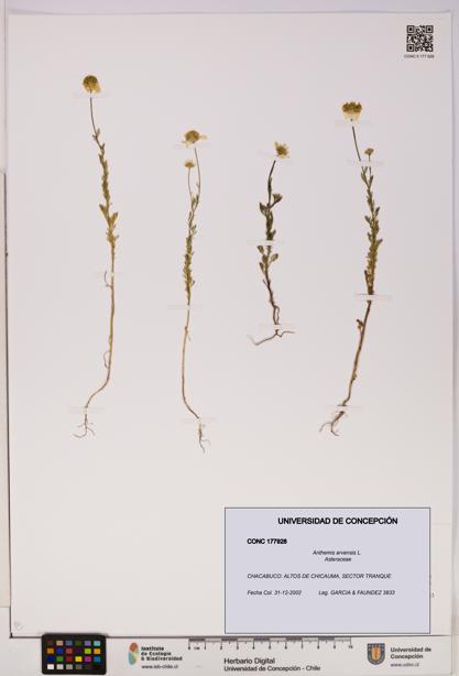 Anthemis arvensis [Espécimen: UDEC:CONC:0177928]