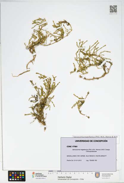Sarcocornia magellanica [Espécimen: UDEC:CONC:0177931]