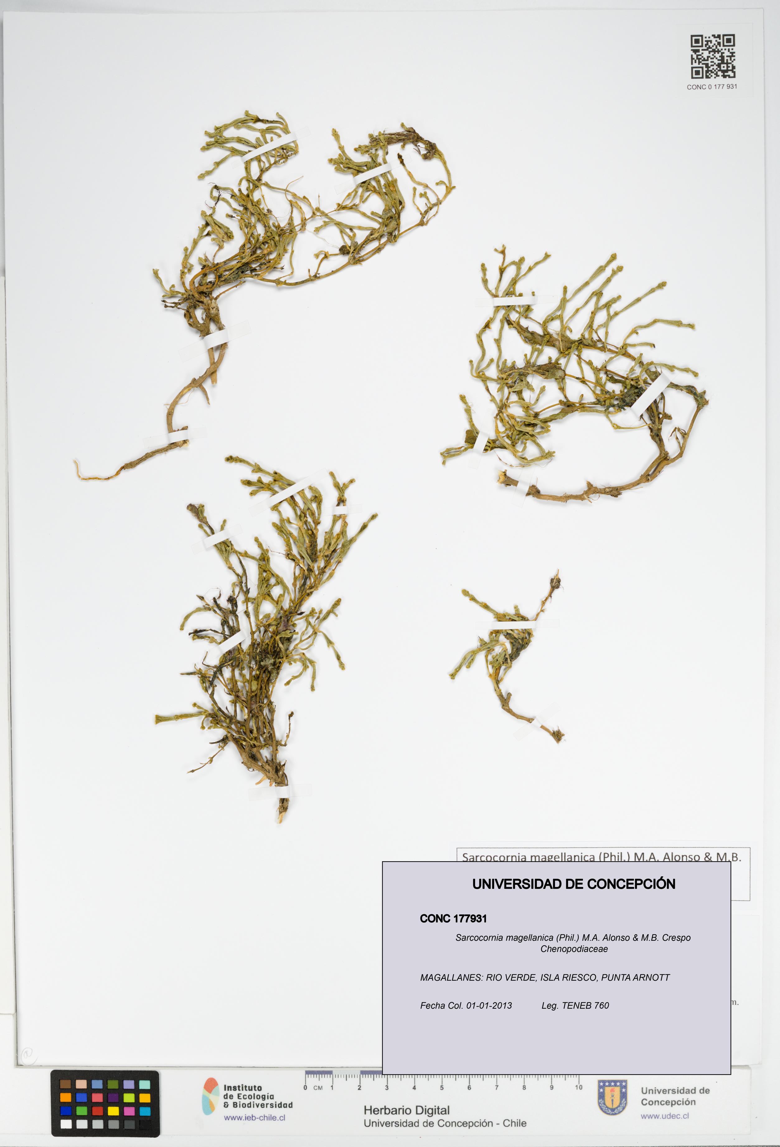 Sarcocornia magellanica [Espécimen: UDEC:CONC:0177931]