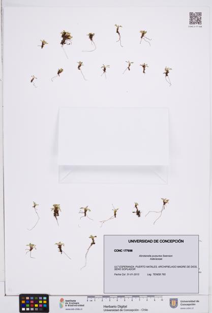 Abrotanella purpurea [Espécimen: ]