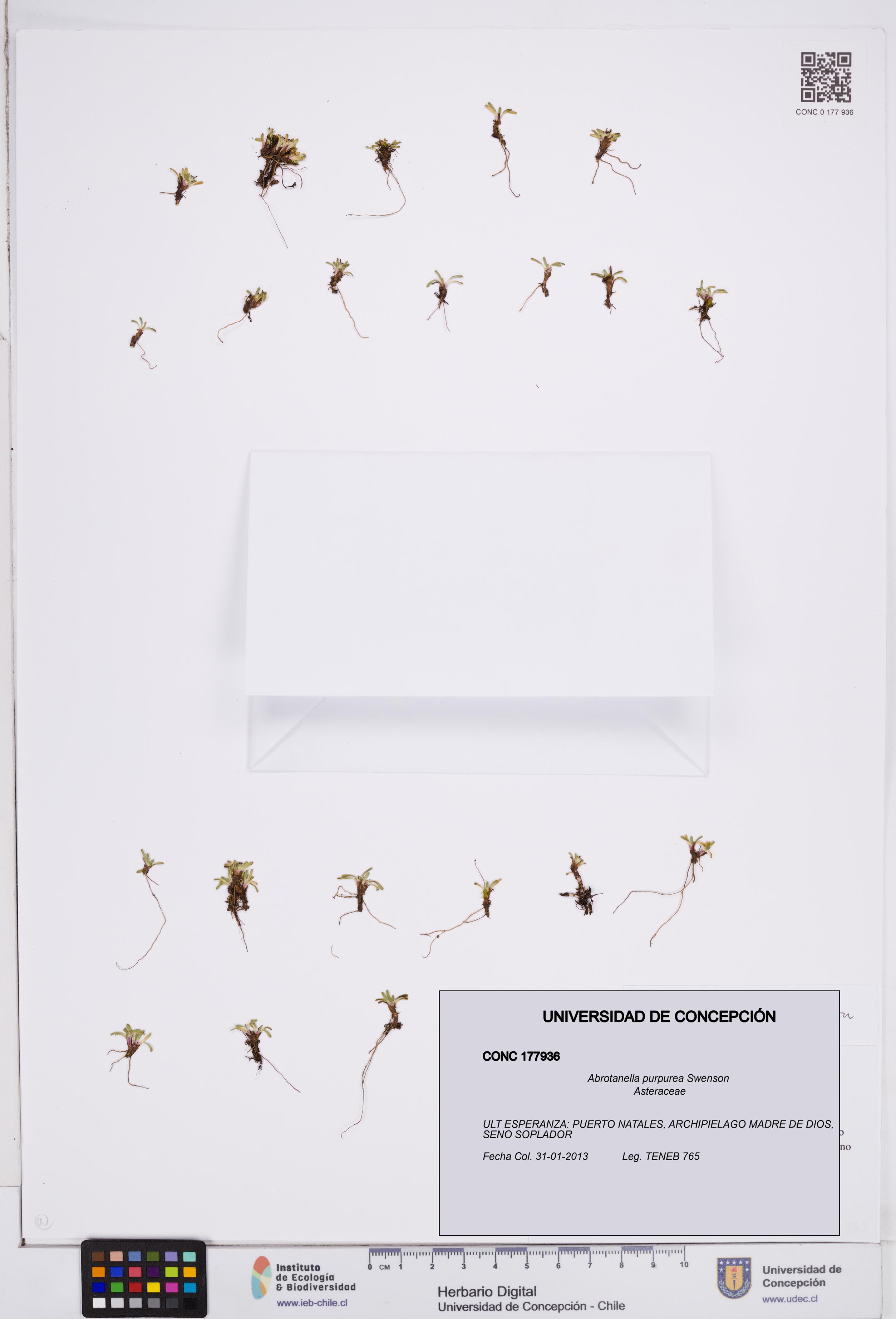 Abrotanella purpurea [Espécimen: ]