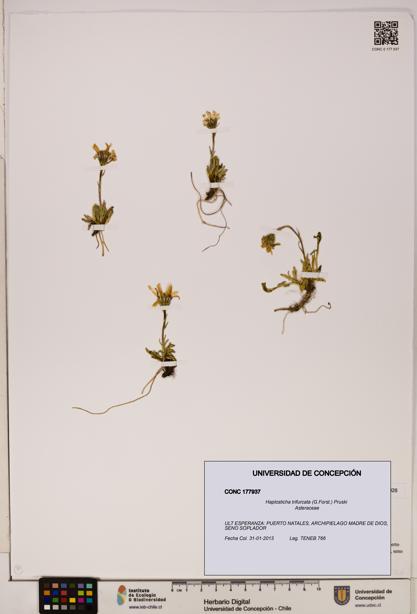Haplosticha trifurcata [Espécimen: UDEC:CONC:0177937]