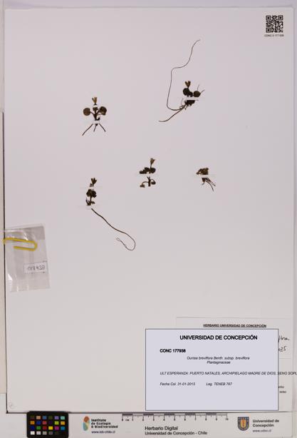Ourisia breviflora [Espécimen: UDEC:CONC:0177938]