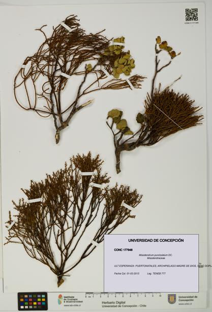 Misodendrum punctulatum [Espécimen: UDEC:CONC:0177948]