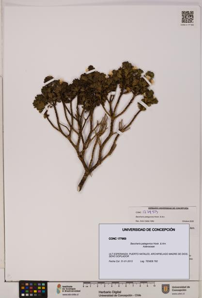 Baccharis patagonica [Espécimen: UDEC:CONC:0177953]