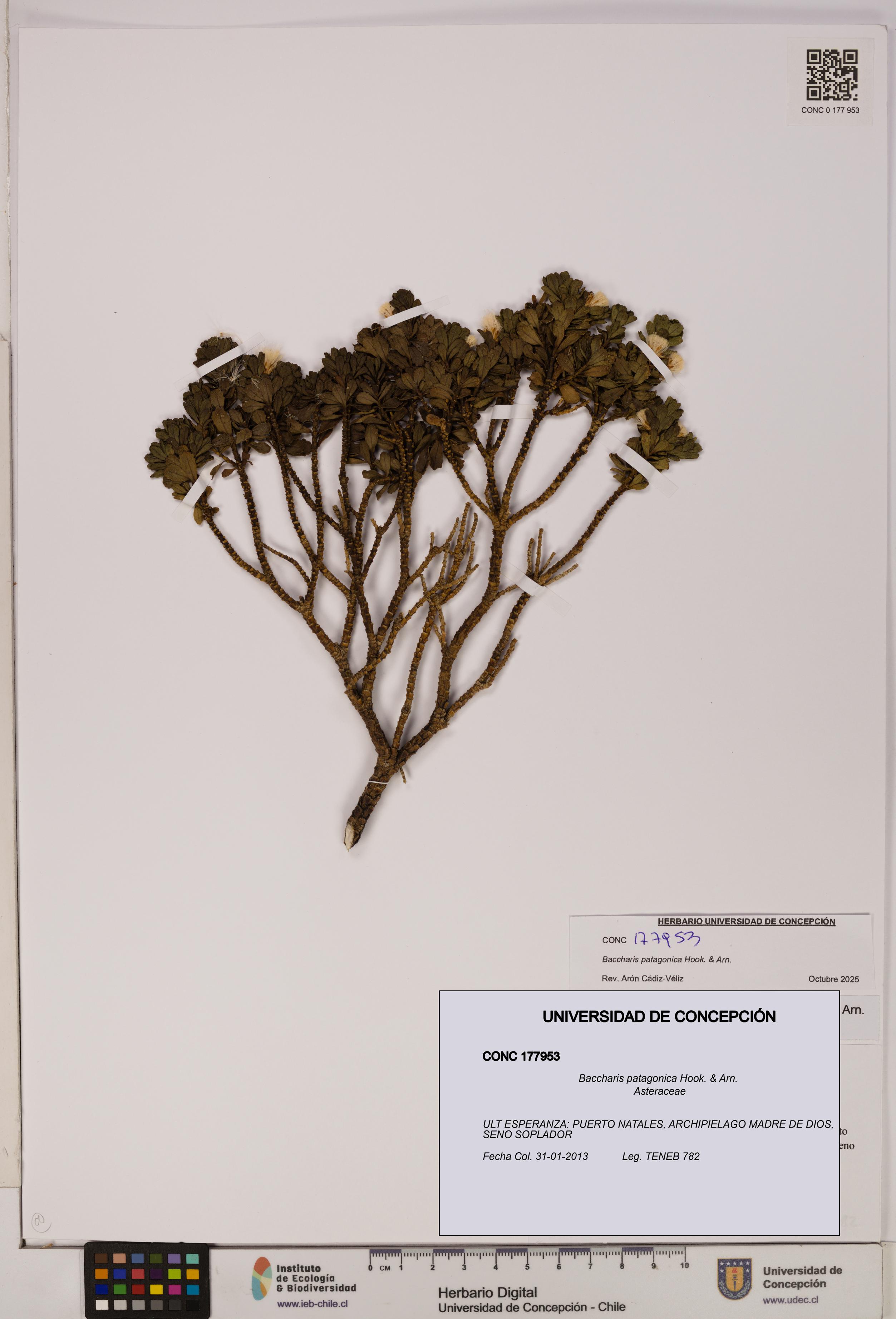 Baccharis patagonica [Espécimen: UDEC:CONC:0177953]