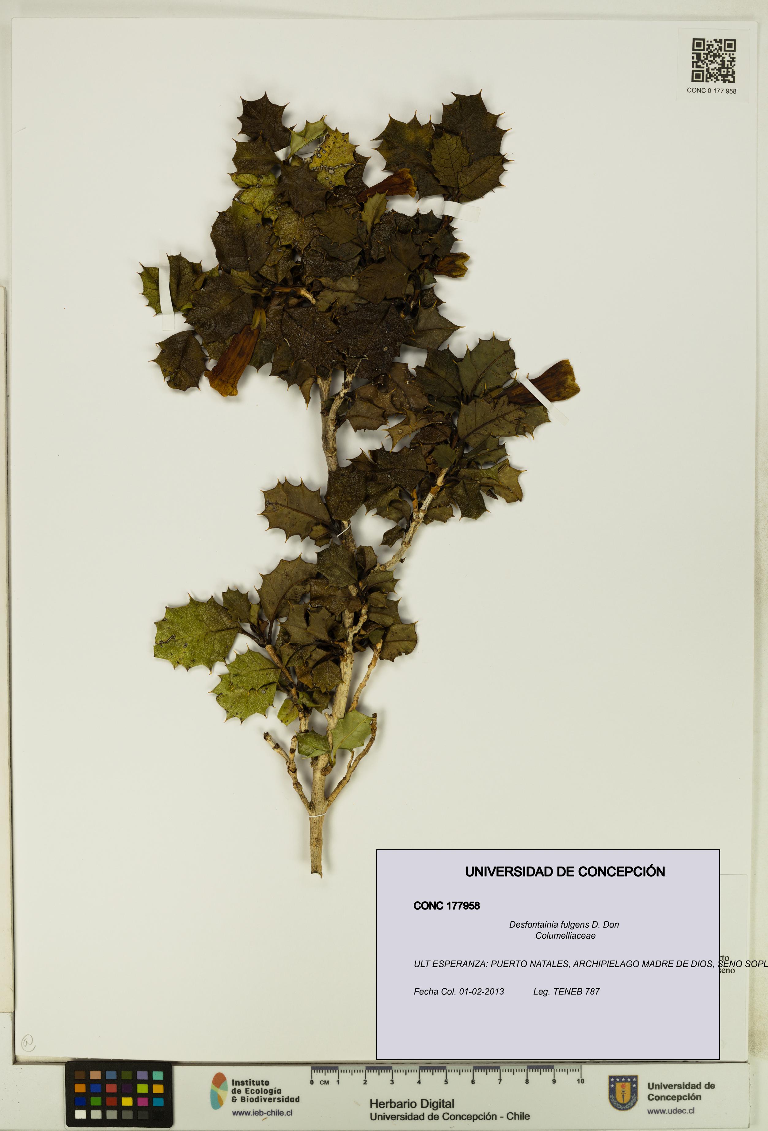 Desfontainia fulgens [Espécimen: UDEC:CONC:0177958]